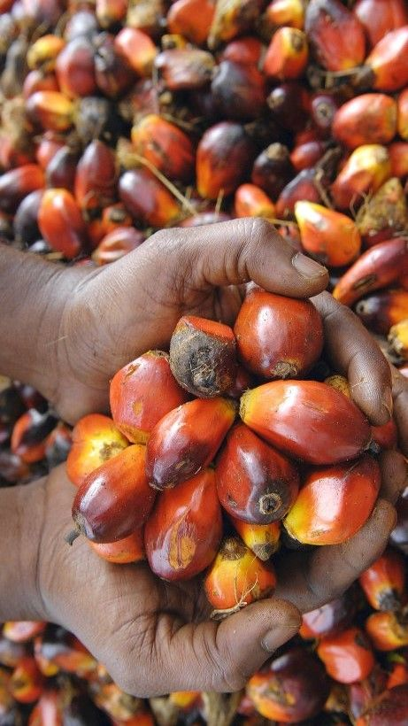Hands holding palm fruit